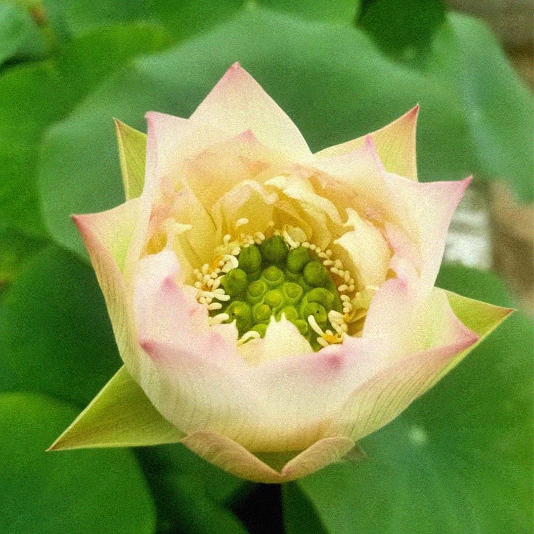 Lotus Kanchan